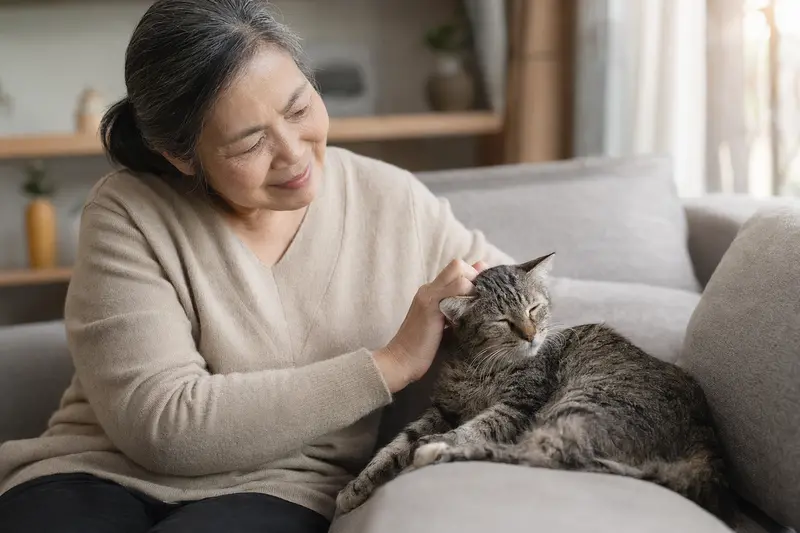 Eine ältere Asian Katze liegt entspannt auf einem gemütlichen Sofa, während ihr Besitzer sie liebevoll streichelt.