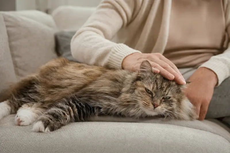 Eine ältere Australische Schleierkatze entspannt auf einem Sofa, während der Besitzer sie liebevoll streichelt.