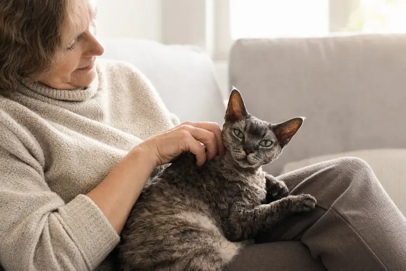 Eine ältere German Rex Katze liegt entspannt auf einem gemütlichen Sofa, während ihr Besitzer sie liebevoll streichelt.