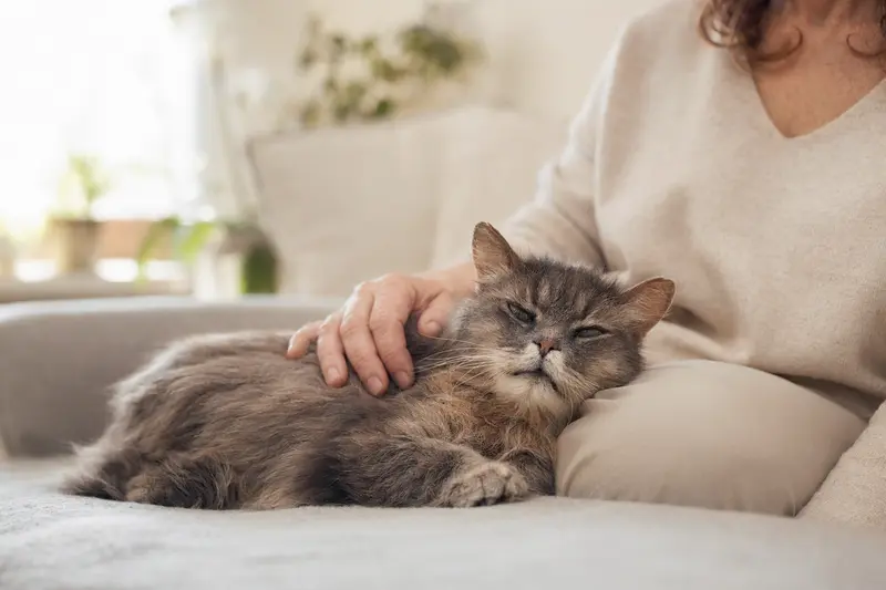 Eine ältere Havanna Katze liegt entspannt auf einem gemütlichen Sofa, während ihr Besitzer sie liebevoll streichelt.