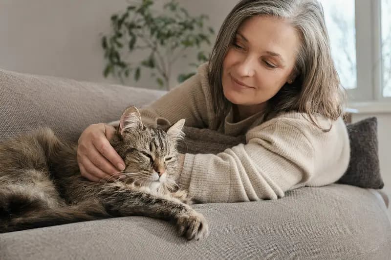 Eine ältere Kanaani Katze ruht auf einem gemütlichen Sofa, während ihr Besitzer sie liebevoll streichelt.