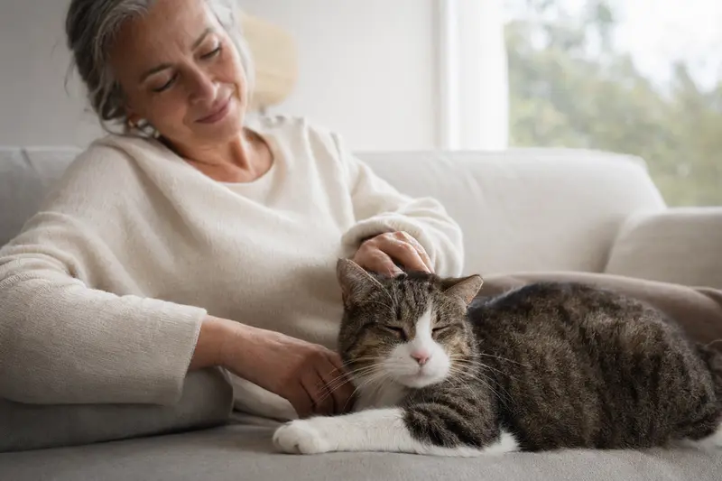 Eine ältere Karelische Bobtail Kurzhaar Katze liegt entspannt auf einem gemütlichen Sofa, während ihr Besitzer sie liebevoll streichelt.