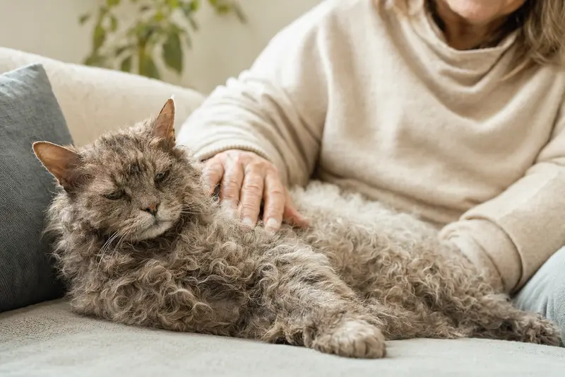 Eine ältere LaPerm Langhaarkatze entspannt auf einem Sofa, während ihr Besitzer sie liebevoll streichelt und eine warme Lichtstimmung herrscht.