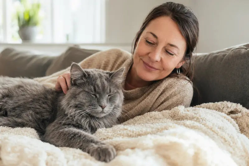 Eine ältere Nebelung Katze liegt entspannt auf einem Sofa, während der Besitzer sie liebevoll streichelt.