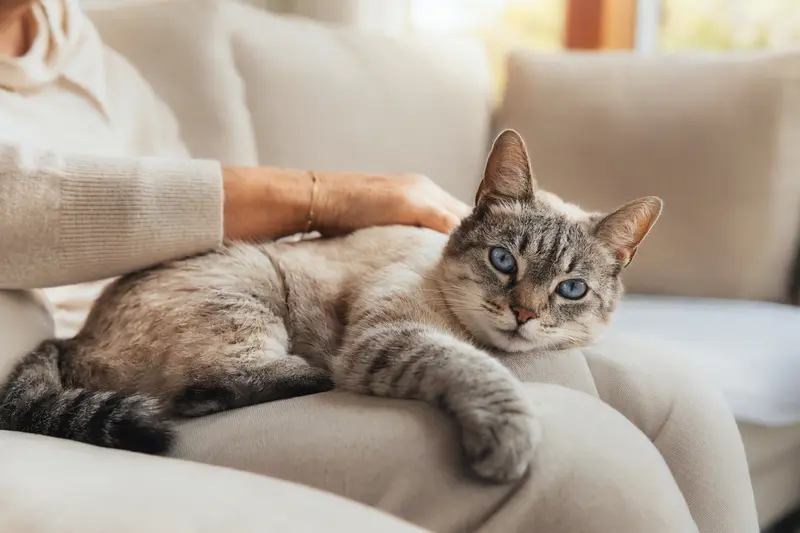 Eine ältere Ojos Azules Katze liegt entspannt auf einem Sofa, während ihr Besitzer sie liebevoll streichelt.