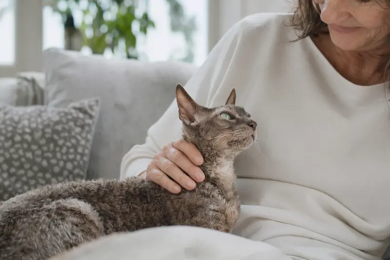 Eine ältere Oregon Rex Katze liegt entspannt auf einem gemütlichen Sofa, während ihr Besitzer sie liebevoll streichelt.