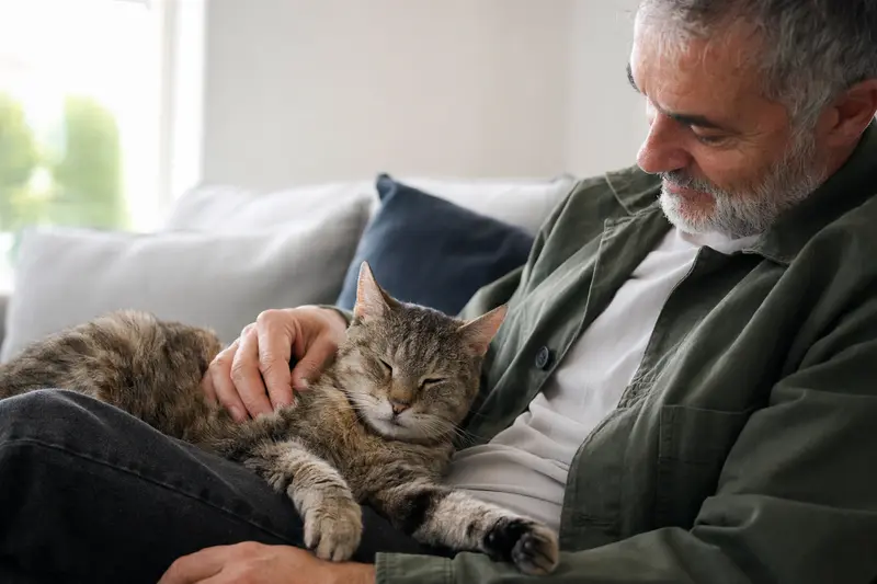 Eine entspannte Pixiebob Shorthair Katze wird liebevoll von ihrem Besitzer auf einem gemütlichen Sofa gestreichelt.