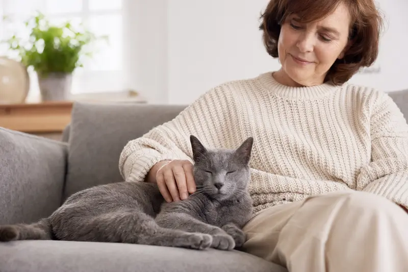 Eine ältere Russisch Blau Katze entspannt auf einem Sofa, während ihr Besitzer sie liebevoll streichelt, was ein Gefühl von Sicherheit und Fürsorge vermittelt.