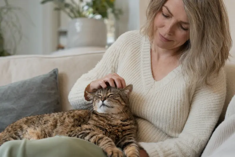 Eine ältere Toyger Katze entspannt auf einem gemütlichen Sofa, während ihr Besitzer sie liebevoll streichelt und eine warme Lichtstimmung schafft.