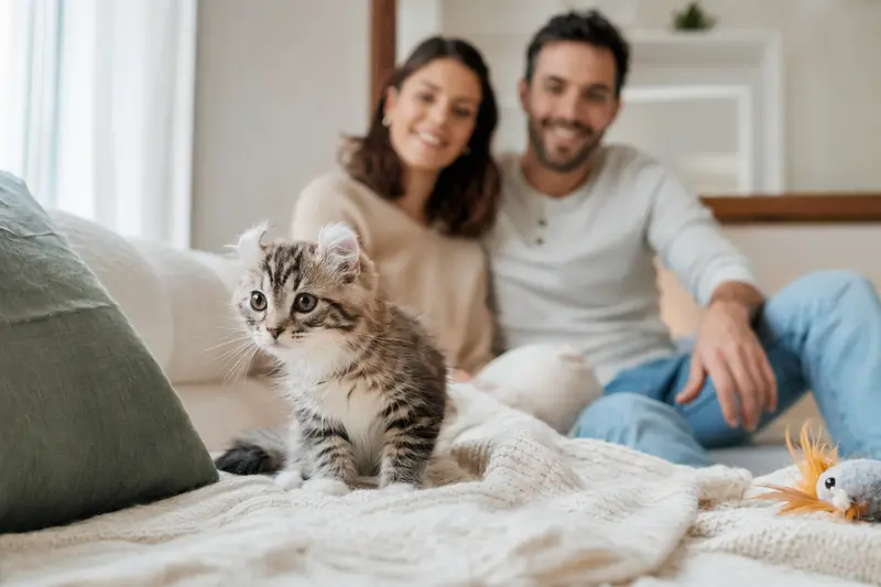 Ein neugieriges American Curl Kätzchen erkundet sein neues Zuhause mit liebevoller Familie im Hintergrund.