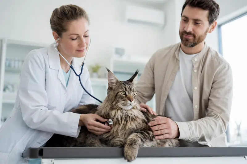 Eine ruhige American Lynx Katze wird von einer freundlichen Tierärztin auf einem Untersuchungstisch in einer modernen Tierarztpraxis behutsam mit einem Stethoskop untersucht.