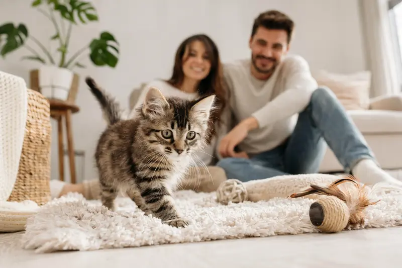 Ein lebhaftes American Lynx Katzen Kitten erkundet neugierig seine neue Umgebung mit einer weichen Decke und Spielzeug.