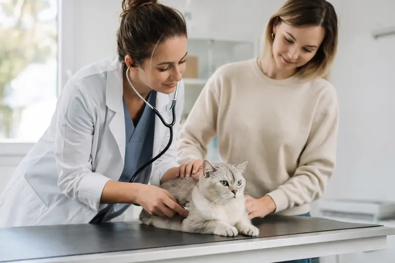 Eine ruhige Burmilla Katze wird von einer freundlichen Tierärztin mit einem Stethoskop in einer modernen Tierarztpraxis untersucht.