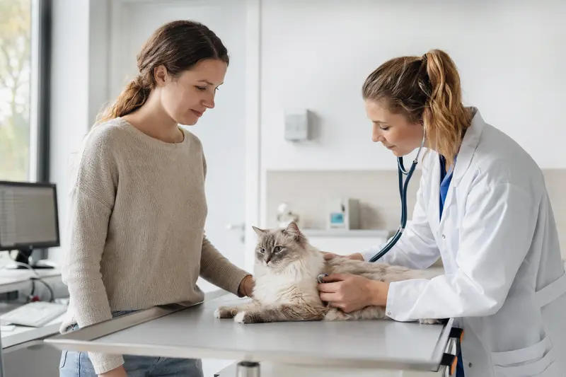 Eine ruhige Ceylonkatze auf einem Untersuchungstisch in einer hellen Tierarztpraxis, während eine Tierärztin sie vorsichtig mit einem Stethoskop untersucht.