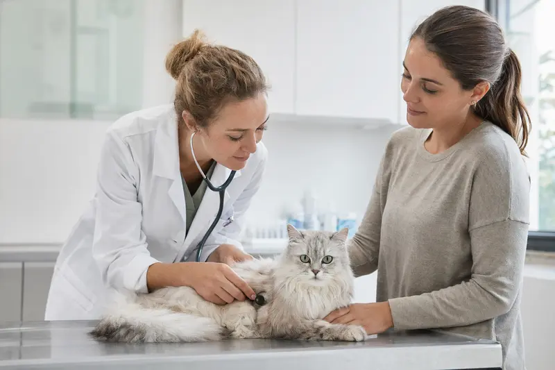 Eine ruhige Chantilly Katze wird von einer freundlichen Tierärztin mit einem Stethoskop in einer modernen Tierarztpraxis untersucht, während der Besitzer beruhigend danebensteht.