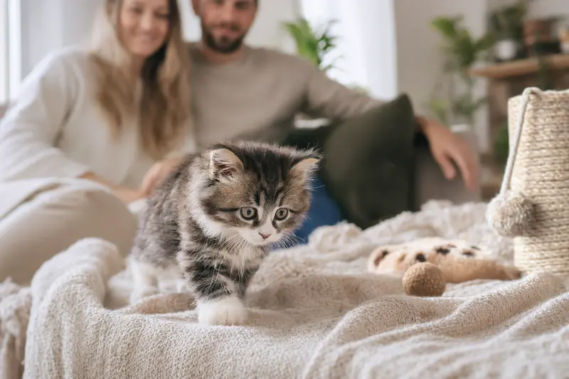 Ein neugieriges Cymric Katzen Kitten erkundet sein neues Zuhause mit einer weichen Decke und Spielzeug, während die Familie im Hintergrund liebevoll zusieht.