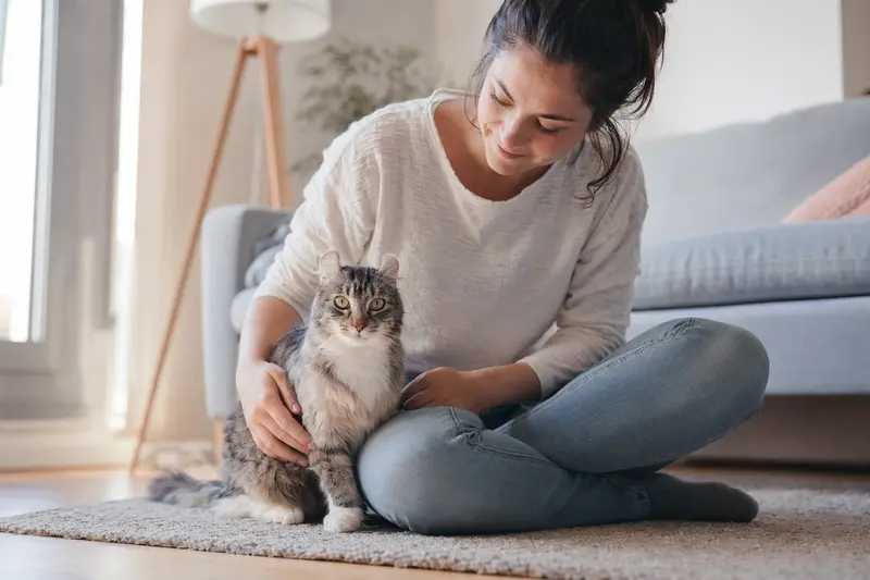 Ein gesunder American Curl entspannt neben seinem Besitzer in einer modernen Wohnung.