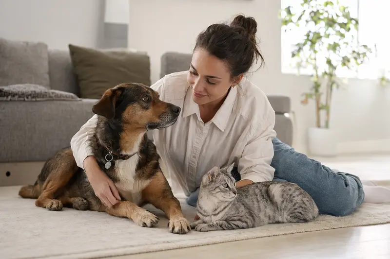 Ein gesunder Arabische Mau sitzt entspannt neben seinem Besitzer in einer modernen Wohnung.