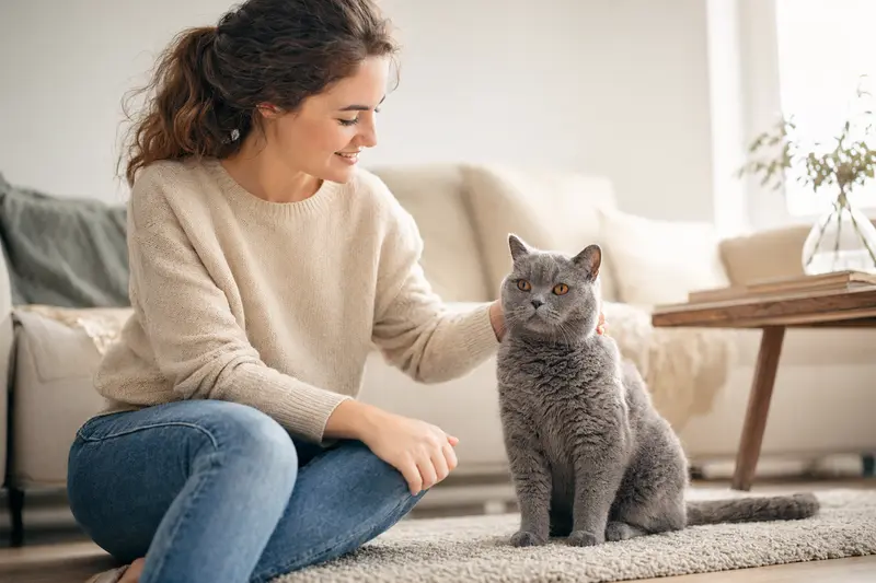 Ein gesunder Britisch Kurzhaar-Kater sitzt entspannt neben seinem Besitzer in einer hellen Wohnung, symbolisiert Vertrauen und tierische Gesundheit.