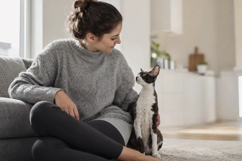 Ein gesunder Cornish Rex sitzt entspannt neben seinem Besitzer in einer modernen Wohnung.