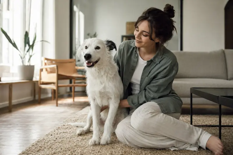 Ein gesunder Foreign White sitzt entspannt neben seinem Besitzer in einer modernen Wohnung und strahlt Vertrauen aus.