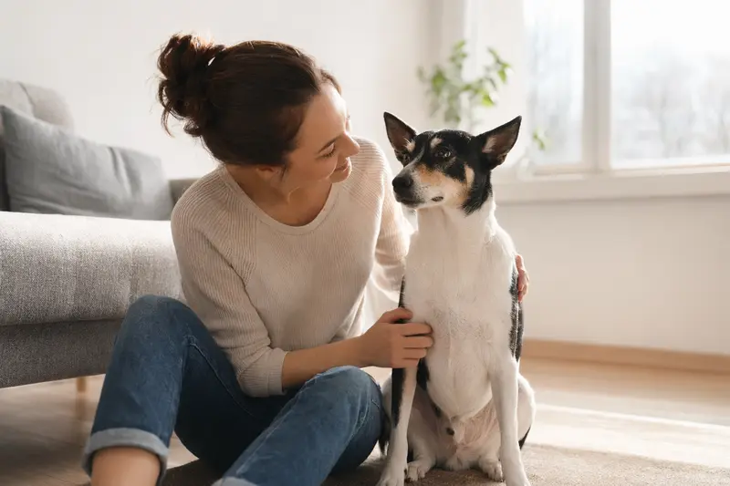 Ein gesunder Japanese Bobtail sitzt entspannt neben seinem Besitzer in einer modernen Wohnung.