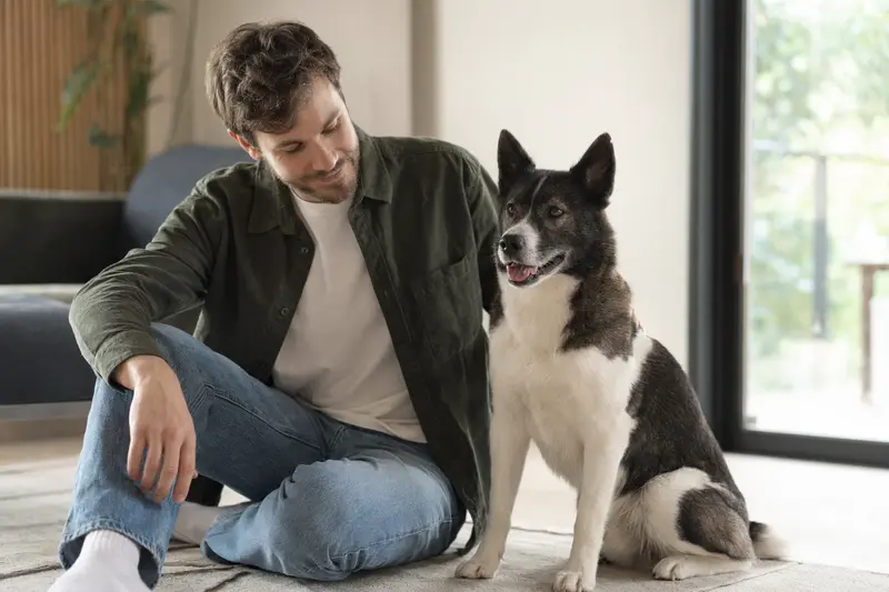 Ein gesunder, freundlicher Karelische Bobtail Kurzhaar sitzt entspannt neben seinem Besitzer in einer modernen Wohnung.