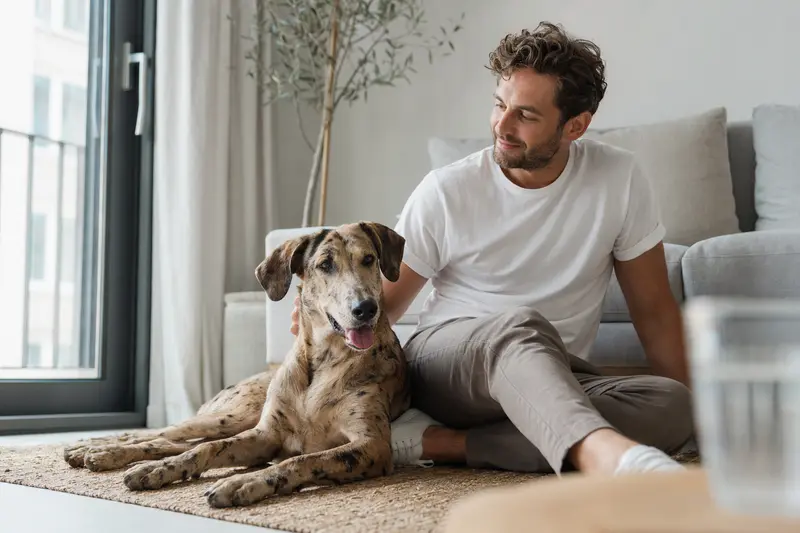 Ein glücklicher Savannah-Hund sitzt entspannt neben seinem Besitzer in einer hellen Wohnung und vermittelt eine vertrauensvolle Stimmung.