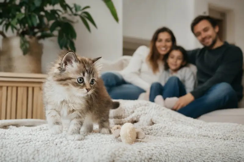 Ein neugieriges Havanna Katzen Kitten erkundet sein neues Zuhause mit einer weichen Decke und Spielzeug.