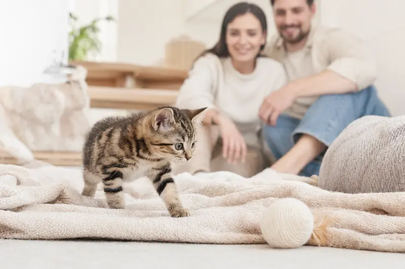 Ein neugieriges Japanische Stummelschwanzkatze Kätzchen erkundet seine herzliche Familie in einer freundlichen Wohnung.