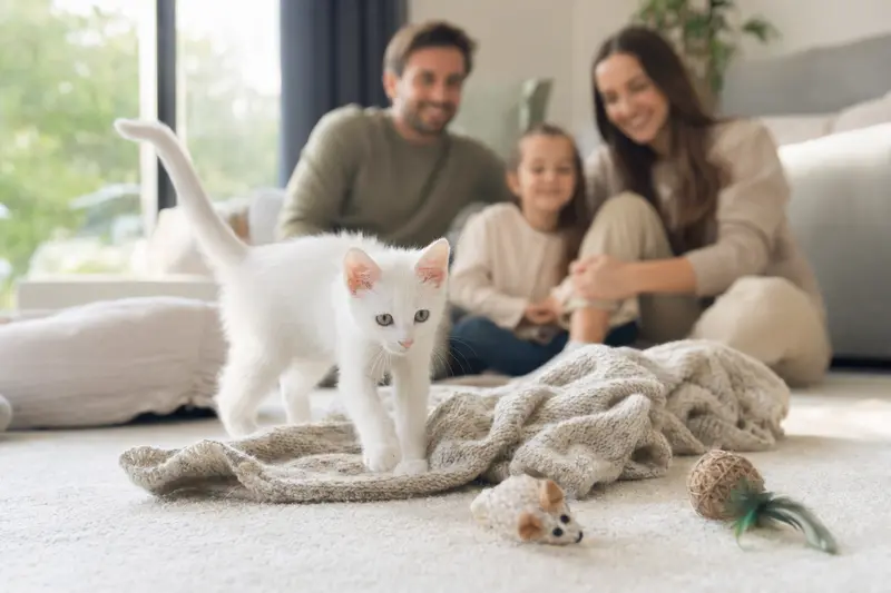 Ein neugieriges Khao Manee Kätzchen entdeckt sein neues Zuhause mit einer weichen Decke und Spielzeug.