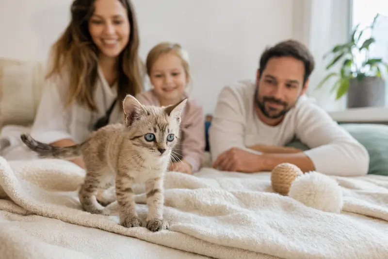 Ein neugieriges Mekong-Bobtail Kätzchen erkundet seine neue Umgebung in einer freundlichen Wohnung.