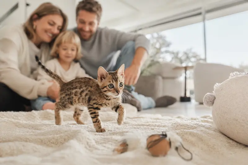 Ein neugieriges Safari Katzen Kitten erkundet sein neues Zuhause mit einer liebevollen Familie im Hintergrund.