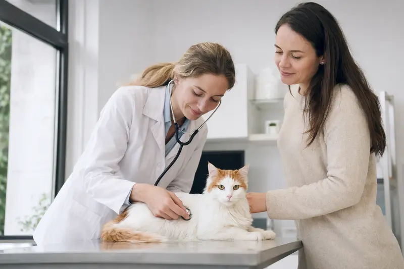 Eine ruhige Türkisch Van Katze wird von einer freundlichen Tierärztin mit einem Stethoskop in einer modernen Tierarztpraxis untersucht.