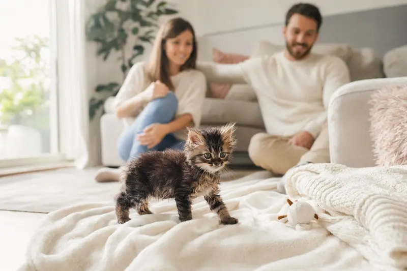 Ein neugieriges York Chocolate Katzen Kitten erkundet seine gemütliche Umgebung mit einer weichen Decke und Spielzeug.